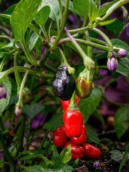 Sazenice Purple Tiger