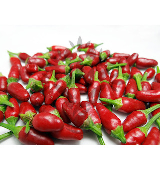 Sazenice Zimbabwe Bird