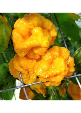 Scotch Brains Yellow