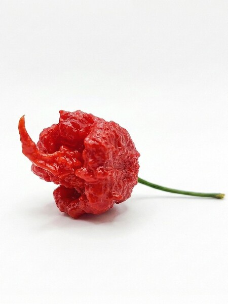 Semena 7 Pot Primo, zralá červená hrbolatá paprika na bílém podkladu, pěstováno v roce 2023