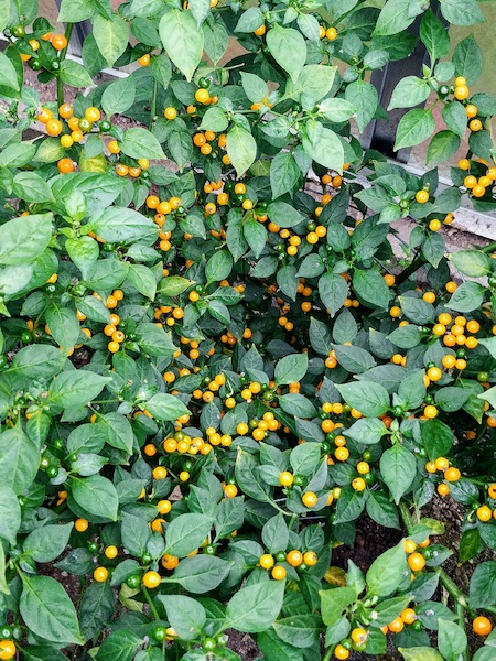 Semena Aji Charapita, keř s drobnými zralými papričkami žluté barvy, pěstováno ve fyzické izolaci, v Nové Pace rok 2015