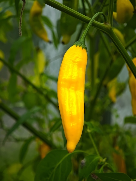 Semena Aji Lemon Drop