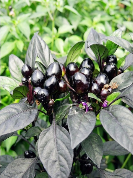 Semena Black Pearl, trs nezralých černých kulatých paprik