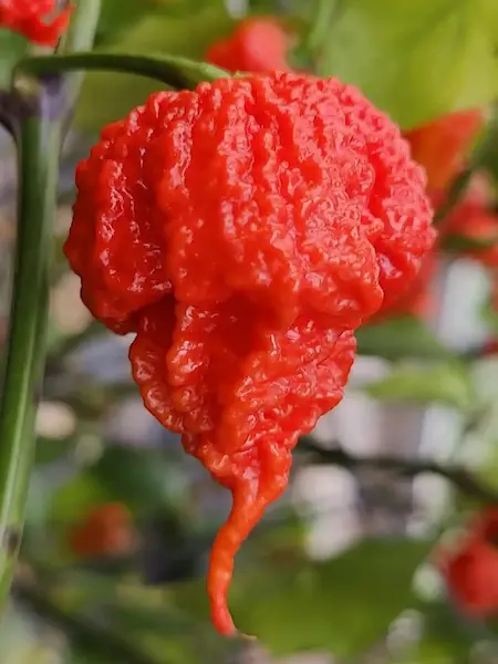 Semena chilli, Carolina Reaper HP22B, majestátní fotogenická červená paprika, 2,2 miliónu SHU 