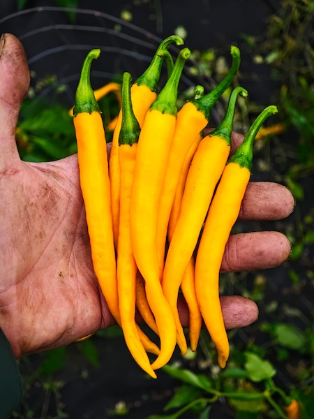Semena Cayenne Yellow, hrst zralých paprik ve finální žluté barvě v ruce