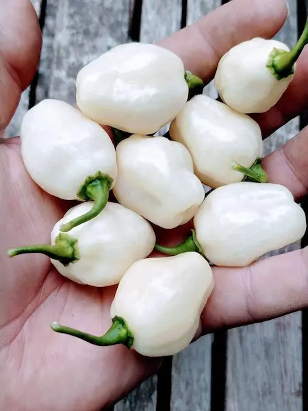 Semena Habanero Big Bullet, zralé mléčně bílé papriky v mužské dlani nad stolem z akátu, foceno v roce 2019