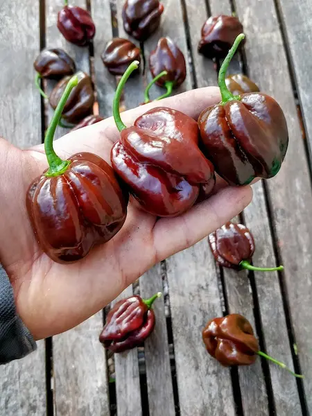 Semena chilli papriky Habanero Chocolate, tři velké hnědé zralé papriky Habanero, pěstované v izolaci na 100% čistá semínka, pál