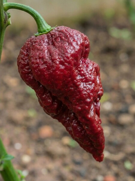 Semena  chilli, Pepper XXX, zralá tmavá paprička visí za stopku z rostliny, luskovitý tvar