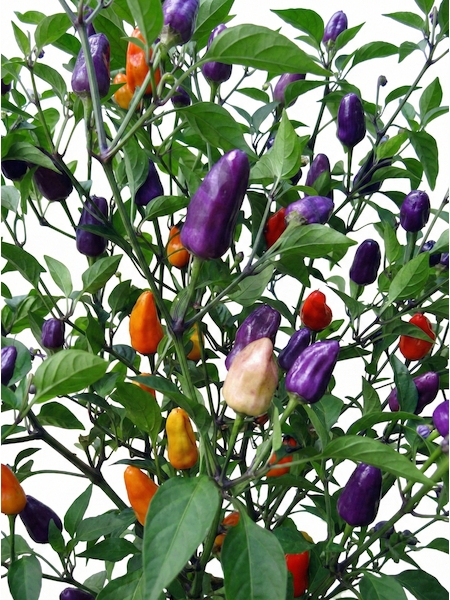 Semena Chinese Multi-Color