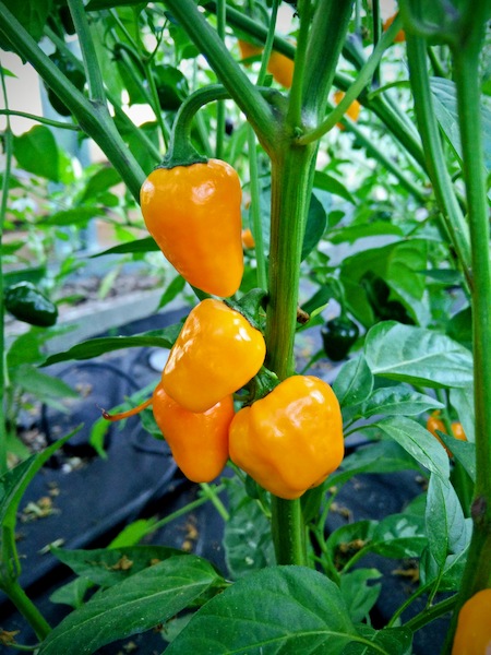 Semena Golden Nugget, detail na zralé papričky na rostlině ve skleníku, pěstováno v roce 2015