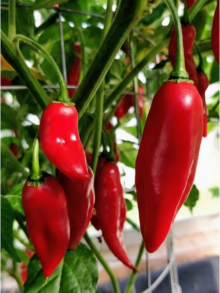 Semena Habanero Paper Lantern, zralé červené, lesklé, podlouhlé papričky na keři, v pozadí pletivo podpírající rostlinu