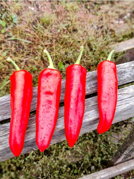 Semena Hungarian Hot Wax, zralé rudé papriky položené na dřevěné koze
