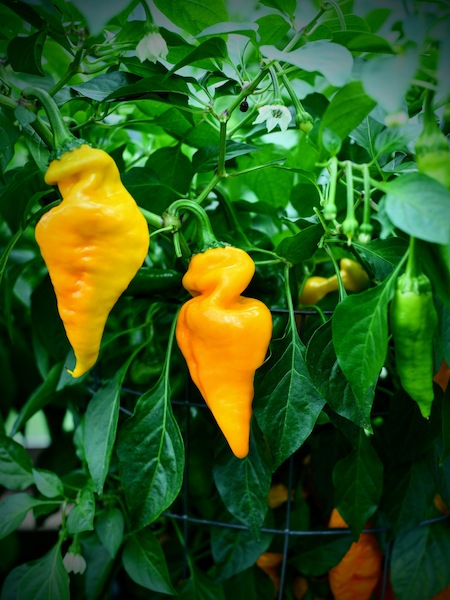 Semena Monkey Face Yellow, zralé žluté papriky, pěstované ve skleníku, ve fyzické izolaci v roce 2023