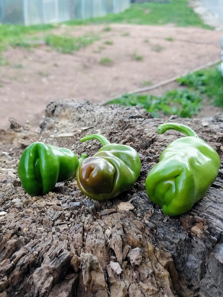 Semena Red Peter Penis Pepper, tři ikonické papričky ve tvaru penisu, vagíny v technické zralosti, na dřeveném pařezu