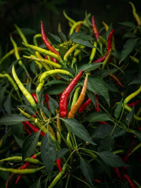 Semena Suryamukhi Cluster