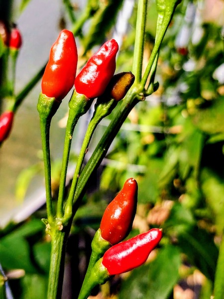 Semena Tabasco, detail na zralé papričky na keříku pěstované v izolovaném skleníku