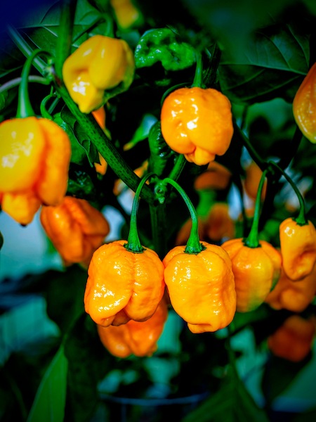 Semena Trinidad Scorpion Moruga Yellow, zralé lesklé, žluté papriky na keři, pěstováno ve foliovníku v roce 2016