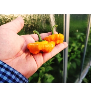 Squash Jamaican Yellow