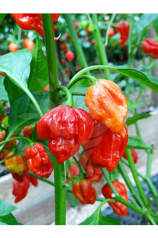 Trinidad Scorpion Butch Taylor