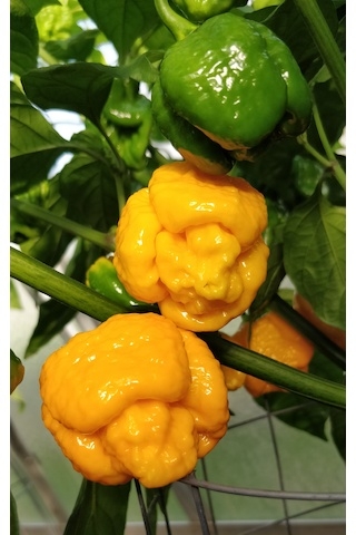 Trinidad Scorpion Moruga Yellow