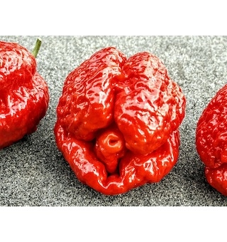 Trinidad Scorpion Satan