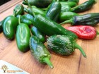 Nakládané Jalapeno chilli papričky